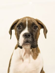 do boxer dogs shed