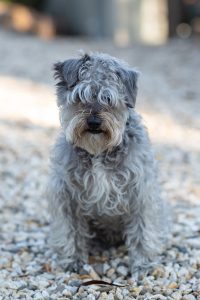 A schnoodles