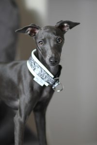 A Italian greyhound on do Italian Greyhounds shed