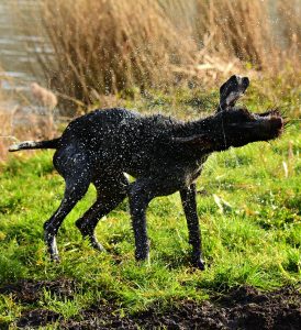 german wire haired pointer