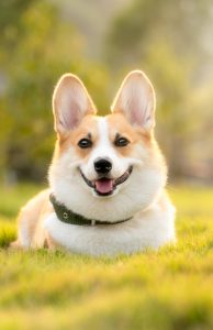 A corgi