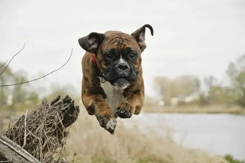 Do Boxers Shed A Full Boxer Shedding Guide