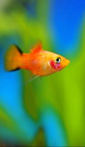 A platy fish