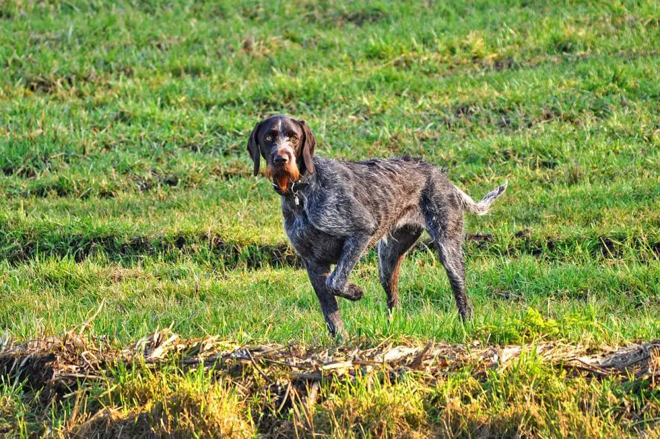German wirehaired pointers