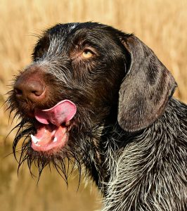 german wire haired pointers