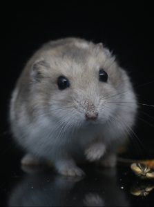 A hamster