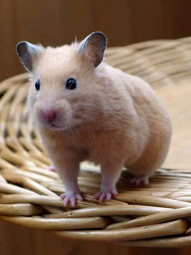 Do Hamsters Smell Tips And Tricks For Smelly Hamsters