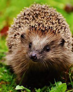 A hedgehog