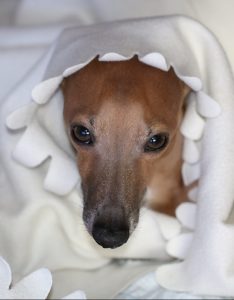 A Italian greyhound on do Italian Greyhounds shed