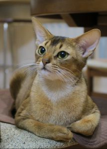 abyssinian cat