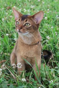 abyssinian cat