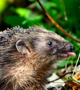 A hedgehog