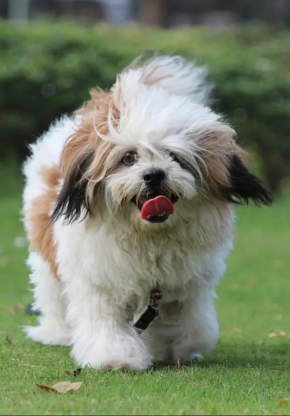 Are Lhasa Apsos Hypoallergenic? Do They Shed At All?