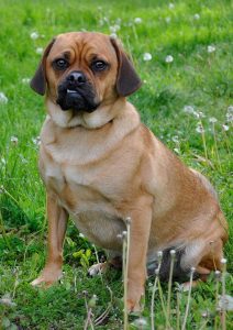 A puggle