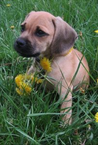 A puggle