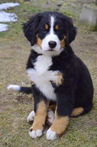 A bernese mountain dog