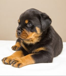 A Rottweiler