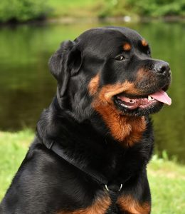 A rottweiler