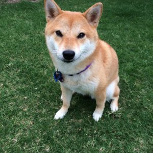 A shiba inu