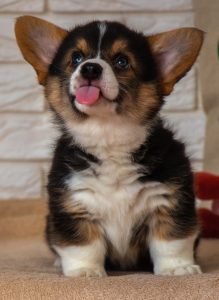 A corgi