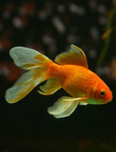 A goldfish